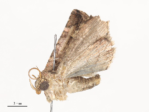  ( - CBG-A41809-H02)  @11 [ ] CreativeCommons - Attribution Share - Alike (2024) CBG Photography Group Centre for Biodiversity Genomics