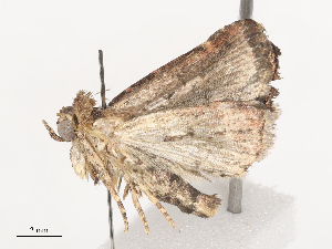  ( - CBG-A41810-A10)  @11 [ ] CreativeCommons - Attribution Share - Alike (2024) CBG Photography Group Centre for Biodiversity Genomics