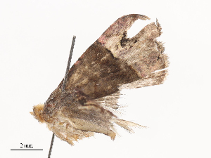  ( - CBG-A41810-D04)  @11 [ ] CreativeCommons - Attribution Share - Alike (2024) CBG Photography Group Centre for Biodiversity Genomics