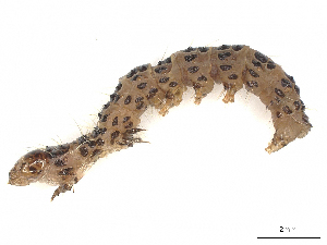  ( - CBG-A41810-G10)  @11 [ ] CreativeCommons - Attribution Share-Alike (2024) CBG Photography Group Centre for Biodiversity Genomics