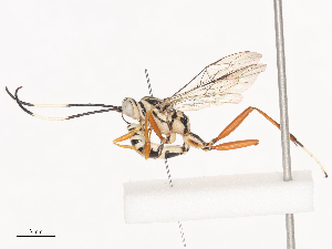  ( - CBG-A41811-F01)  @11 [ ] CreativeCommons - Attribution Share - Alike (2024) CBG Photography Group Centre for Biodiversity Genomics