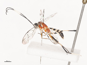  ( - CBG-A41811-G12)  @11 [ ] CreativeCommons - Attribution Share - Alike (2024) CBG Photography Group Centre for Biodiversity Genomics