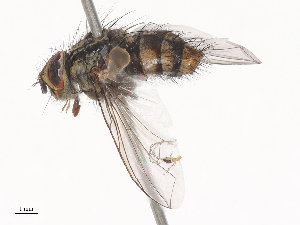  ( - CBG-A38490-C11)  @11 [ ] CreativeCommons - Attribution Share - Alike (2024) CBG Photography Group Centre for Biodiversity Genomics