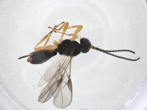  ( - CBG-A39845-H03)  @11 [ ] CreativeCommons - Attribution Share - Alike (2024) Centre for Biodiversity Genomics Centre for Biodiversity Genomics