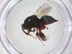  (chalMalaise01 malaise1470 - CBG-A41556-A10)  @11 [ ] CreativeCommons - Attribution Share - Alike (2024) Centre for Biodiversity Genomics Centre for Biodiversity Genomics