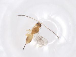  ( - CBG-A41558-H03)  @11 [ ] CreativeCommons - Attribution Share - Alike (2024) Centre for Biodiversity Genomics Centre for Biodiversity Genomics