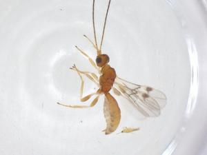  ( - CBG-A41559-C11)  @11 [ ] CreativeCommons - Attribution Share - Alike (2024) Centre for Biodiversity Genomics Centre for Biodiversity Genomics