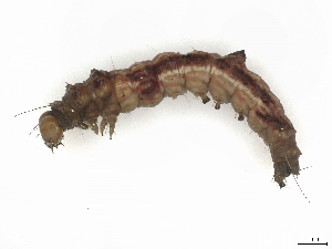  ( - CBG-A41779-H08)  @11 [ ] CreativeCommons - Attribution Share-Alike (2024) CBG Photography Group Centre for Biodiversity Genomics