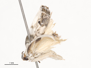  ( - CBG-A41780-B01)  @11 [ ] CreativeCommons - Attribution Share - Alike (2024) CBG Photography Group Centre for Biodiversity Genomics