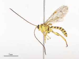  ( - CBG-A41780-D02)  @11 [ ] CreativeCommons - Attribution Share - Alike (2024) CBG Photography Group Centre for Biodiversity Genomics