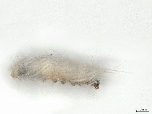  ( - CBG-A41780-G10)  @11 [ ] CreativeCommons - Attribution Share-Alike (2024) CBG Photography Group Centre for Biodiversity Genomics