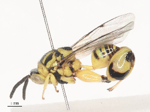  ( - CBG-A40208-G02)  @11 [ ] CreativeCommons - Attribution Share - Alike (2024) CBG Photography Group Centre for Biodiversity Genomics