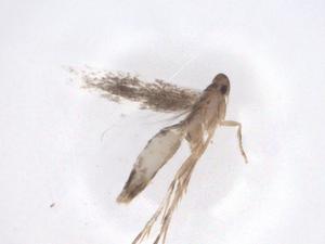  ( - CBG-A43142-F08)  @11 [ ] CreativeCommons - Attribution Share - Alike (2024) Centre for Biodiversity Genomics Centre for Biodiversity Genomics