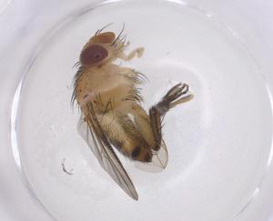  ( - CBG-A43147-D08)  @11 [ ] CreativeCommons - Attribution Share - Alike (2024) Centre for Biodiversity Genomics Centre for Biodiversity Genomics