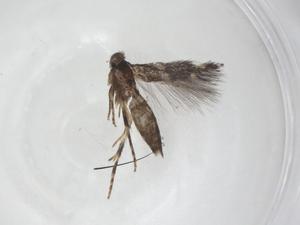  ( - CBG-A43149-A02)  @11 [ ] CreativeCommons - Attribution Share - Alike (2024) Centre for Biodiversity Genomics Centre for Biodiversity Genomics