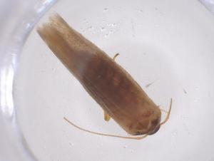  (blastoMalaise01 BioLep1662 - CBG-A43152-C06)  @11 [ ] CreativeCommons - Attribution Share - Alike (2024) Centre for Biodiversity Genomics Centre for Biodiversity Genomics