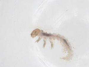  ( - CBG-A43200-F08)  @11 [ ] CreativeCommons - Attribution Share - Alike (2024) Centre for Biodiversity Genomics Centre for Biodiversity Genomics