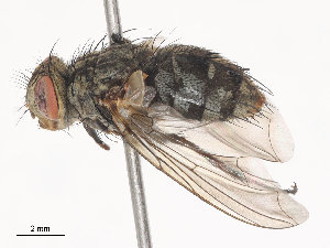  ( - CBG-A44314-C08)  @11 [ ] CreativeCommons - Attribution Share - Alike (2024) CBG Photography Group Centre for Biodiversity Genomics