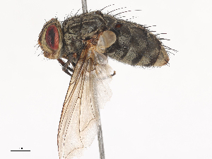  ( - CBG-A44314-C11)  @11 [ ] CreativeCommons - Attribution Share - Alike (2024) CBG Photography Group Centre for Biodiversity Genomics