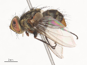  ( - CBG-A44314-D01)  @11 [ ] CreativeCommons - Attribution Share - Alike (2024) CBG Photography Group Centre for Biodiversity Genomics