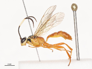  (ichneuMalaise01 Malaise5900 - CBG-A44315-B12)  @11 [ ] CreativeCommons - Attribution Share - Alike (2024) CBG Photography Group Centre for Biodiversity Genomics