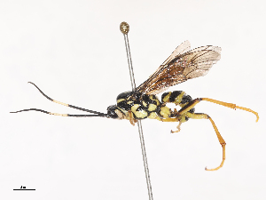  ( - CBG-A44316-G11)  @11 [ ] CreativeCommons - Attribution Share - Alike (2024) CBG Photography Group Centre for Biodiversity Genomics