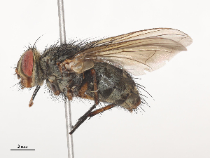  ( - CBG-A44317-B05)  @11 [ ] CreativeCommons - Attribution Share - Alike (2024) CBG Photography Group Centre for Biodiversity Genomics