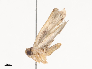  ( - CBG-A44318-D06)  @11 [ ] CreativeCommons - Attribution Share - Alike (2024) CBG Photography Group Centre for Biodiversity Genomics