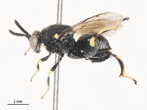  (chalMalaise01 malaise2862 - CBG-A44319-F08)  @11 [ ] CreativeCommons - Attribution Share - Alike (2024) CBG Photography Group Centre for Biodiversity Genomics