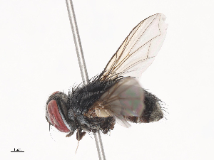  ( - CBG-A44320-D07)  @11 [ ] CreativeCommons - Attribution Share - Alike (2024) CBG Photography Group Centre for Biodiversity Genomics