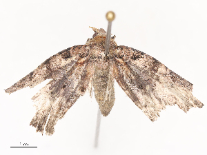  ( - CBG-A44320-H05)  @11 [ ] CreativeCommons - Attribution Share - Alike (2024) CBG Photography Group Centre for Biodiversity Genomics