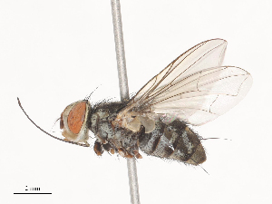  ( - CBG-A44409-E01)  @11 [ ] CreativeCommons - Attribution Share - Alike (2024) CBG Photography Group Centre for Biodiversity Genomics