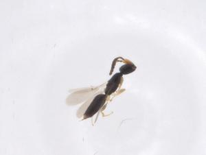  ( - CBG-A41586-A06)  @11 [ ] CreativeCommons - Attribution Share - Alike (2024) Centre for Biodiversity Genomics Centre for Biodiversity Genomics