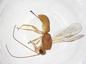  ( - CBG-A41615-H07)  @11 [ ] CreativeCommons - Attribution Share - Alike (2024) Centre for Biodiversity Genomics Centre for Biodiversity Genomics