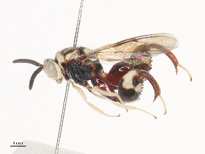  ( - CBG-A44291-C04)  @11 [ ] CreativeCommons - Attribution Share - Alike (2024) CBG Photography Group Centre for Biodiversity Genomics