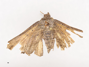  ( - CBG-A38486-D12)  @11 [ ] CreativeCommons - Attribution Share - Alike (2024) CBG Photography Group Centre for Biodiversity Genomics