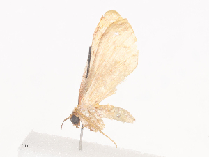  ( - CBG-A38487-D05)  @11 [ ] CreativeCommons - Attribution Share - Alike (2024) CBG Photography Group Centre for Biodiversity Genomics