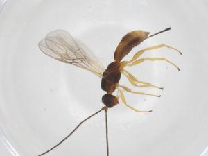  (Heterospilus Malaise8857 - CBG-A39559-E08)  @11 [ ] CreativeCommons - Attribution Share - Alike (2024) Centre for Biodiversity Genomics Centre for Biodiversity Genomics