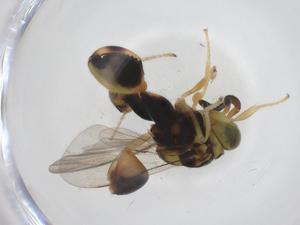  (chalMalaise01 Malaise6436 - CBG-A39808-E09)  @11 [ ] CreativeCommons - Attribution Share - Alike (2024) Centre for Biodiversity Genomics Centre for Biodiversity Genomics