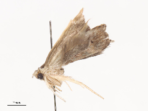  ( - CBG-A41777-C08)  @11 [ ] CreativeCommons - Attribution Share - Alike (2024) CBG Photography Group Centre for Biodiversity Genomics