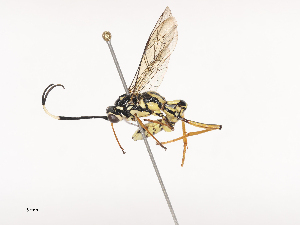  ( - CBG-A41777-G10)  @11 [ ] CreativeCommons - Attribution Share - Alike (2024) CBG Photography Group Centre for Biodiversity Genomics