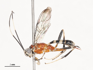  ( - CBG-A41777-H01)  @11 [ ] CreativeCommons - Attribution Share - Alike (2024) CBG Photography Group Centre for Biodiversity Genomics