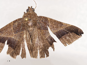  (Ophisma Malaise6059 - CBG-A41777-H07)  @11 [ ] CreativeCommons - Attribution Share - Alike (2024) CBG Photography Group Centre for Biodiversity Genomics