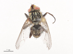  (Cryptomeigenia Malaise1108 - CBG-A41778-D04)  @11 [ ] CreativeCommons - Attribution Share - Alike (2024) CBG Photography Group Centre for Biodiversity Genomics