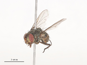  ( - CBG-A41778-E02)  @11 [ ] CreativeCommons - Attribution Share - Alike (2024) CBG Photography Group Centre for Biodiversity Genomics