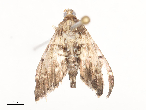  ( - CBG-A41778-G03)  @11 [ ] CreativeCommons - Attribution Share - Alike (2024) CBG Photography Group Centre for Biodiversity Genomics