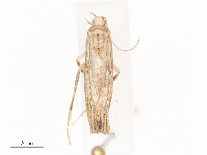  ( - CBG-A41778-H05)  @11 [ ] CreativeCommons - Attribution Share - Alike (2024) CBG Photography Group Centre for Biodiversity Genomics