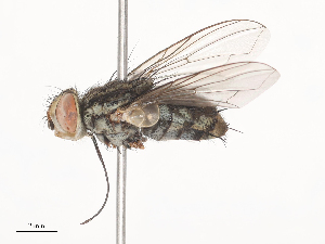  ( - CBG-A41779-B05)  @11 [ ] CreativeCommons - Attribution Share - Alike (2024) CBG Photography Group Centre for Biodiversity Genomics