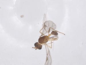  (aphMalaise01 bracMalaise2189 - CBG-A40473-D08)  @11 [ ] CreativeCommons - Attribution Share - Alike (2024) Centre for Biodiversity Genomics Centre for Biodiversity Genomics