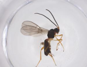  ( - CBG-A40487-D05)  @11 [ ] CreativeCommons - Attribution Share - Alike (2024) Centre for Biodiversity Genomics Centre for Biodiversity Genomics